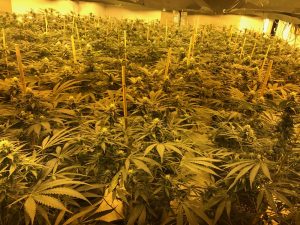 Wiltshires largest cannabis discovery