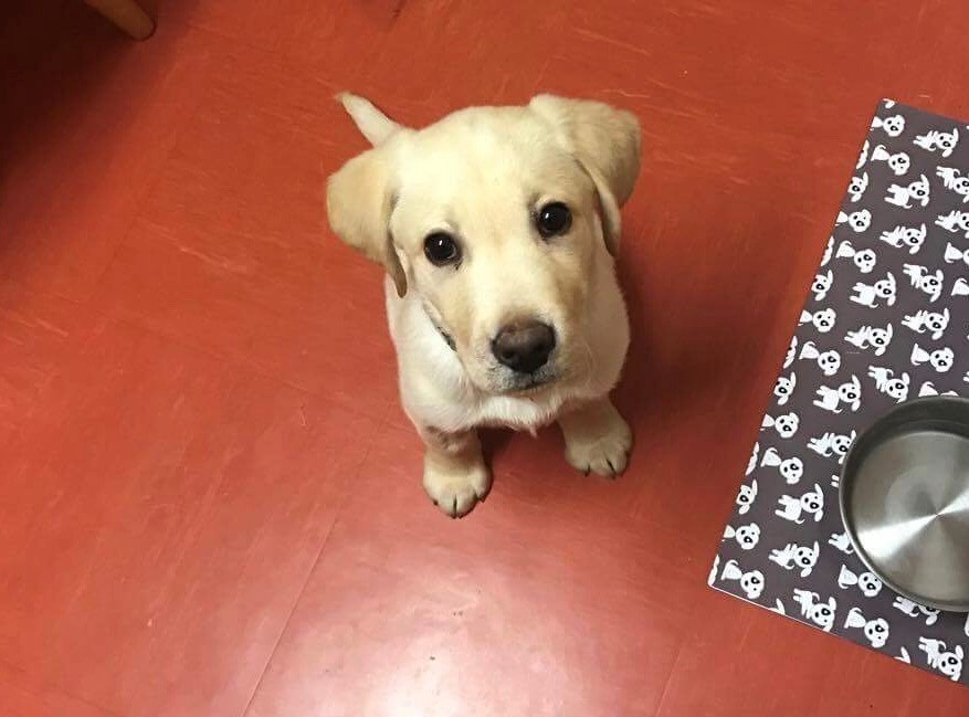 On World Blood Donor Day discover your dog’s blood type and help save more dogs like Sammy the puppy