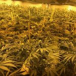 cannabis factory in nuclear bunker