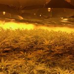 cannabis factory in nuclear bunker