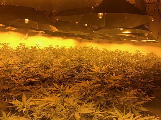 cannabis factory in nuclear bunker