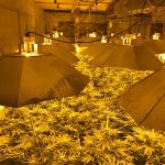 cannabis factory in nuclear bunker