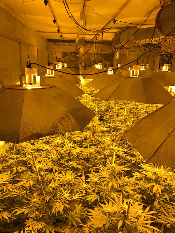 cannabis factory in nuclear bunker