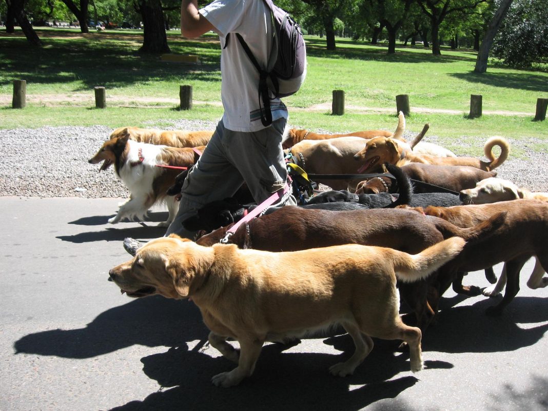 multiple-dog-walker