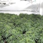 Cannabis Farm - Westlea - Swindon