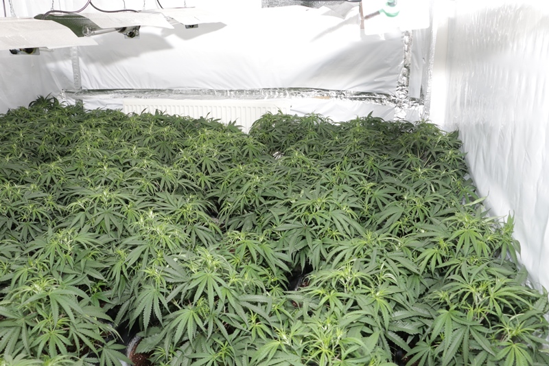 Cannabis Farm - Westlea - Swindon