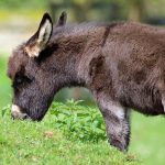Donkey foal Penny