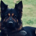 Gunnar - Tri-Force Dog Unit