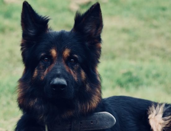 Gunnar - Tri-Force Dog Unit