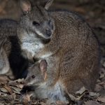 Parma Wallaby with joey in pouch