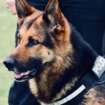 Tyke - Tri-Force Dog Unit