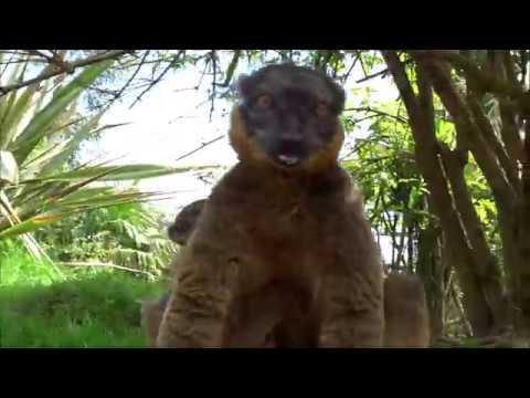 Cotswold Wildlife Park welcomes new arrival ahead of ‘Lemur Week’.