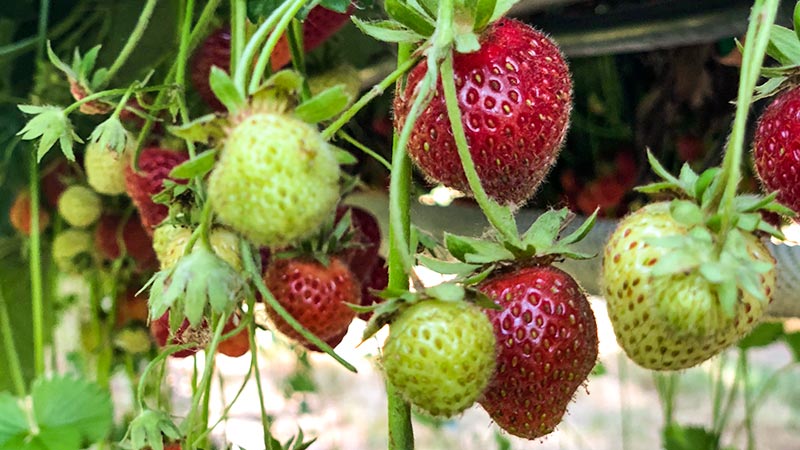 Lotmead Farm Pick Your Own