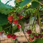 Lotmead Farm Pick Your Own has been shortlisted by The Farm Retail Association