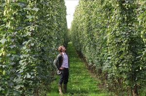Alex Arkell selecting hops