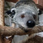 Binturong (credit Estelle Morgan) 2