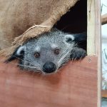 Binturong femal Himala (credit Estelle Morgan)