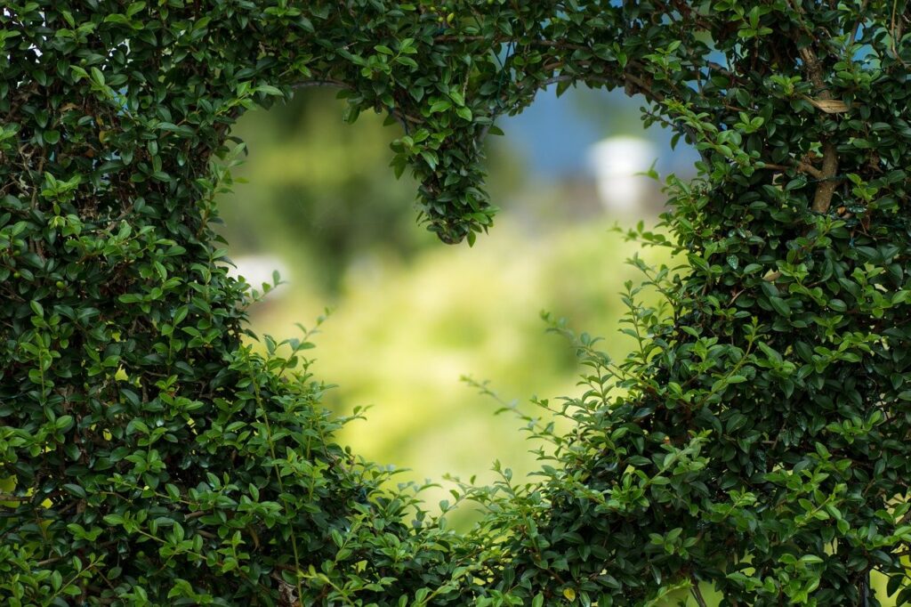 shaping bushes gardening