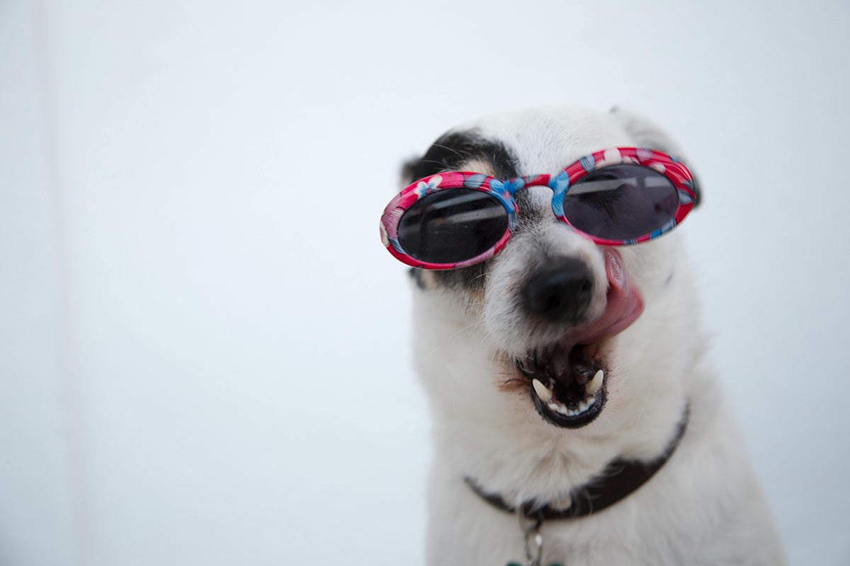 The Heartwarming Impact of Pets on Families: Insights from a Recent Study