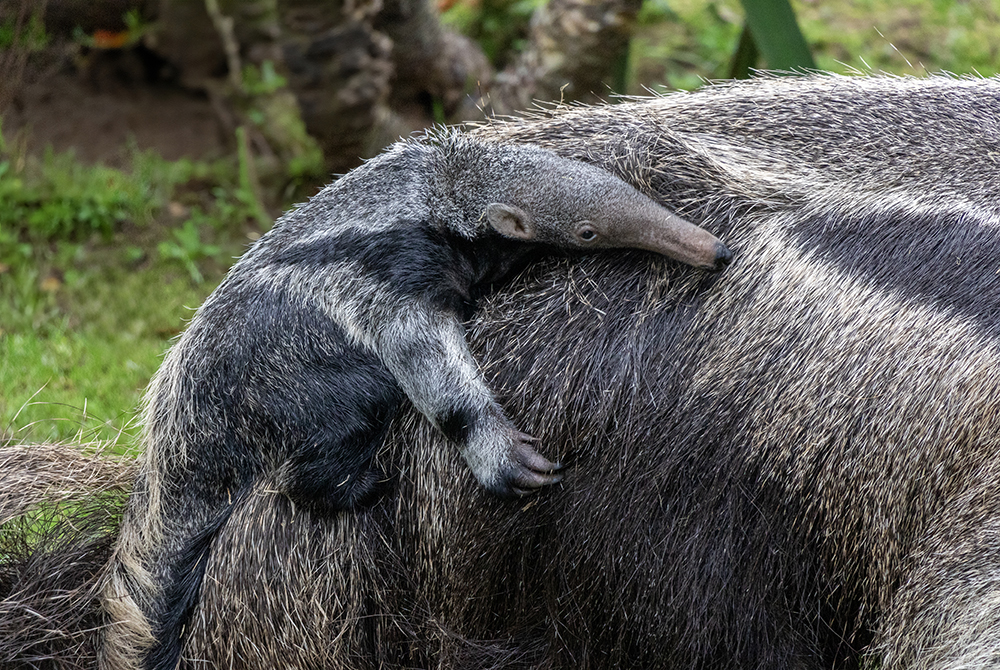 Cotswold Wildlife Park welcomes a tiny giant ahead of World Anteater Day