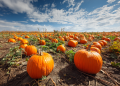UK farms report 50% pumpkin boost after hot summer weather