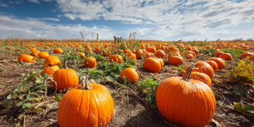 UK farms report 50% pumpkin boost after hot summer weather