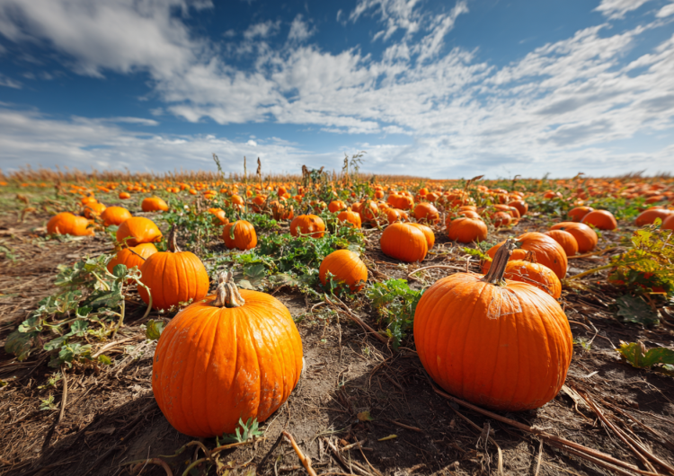 UK farms report 50% pumpkin boost after hot summer weather