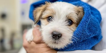 Swindon veterinary group recruits new team and goes 24 hour