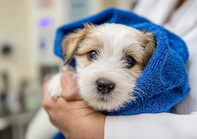 Swindon veterinary group recruits new team and goes 24 hour