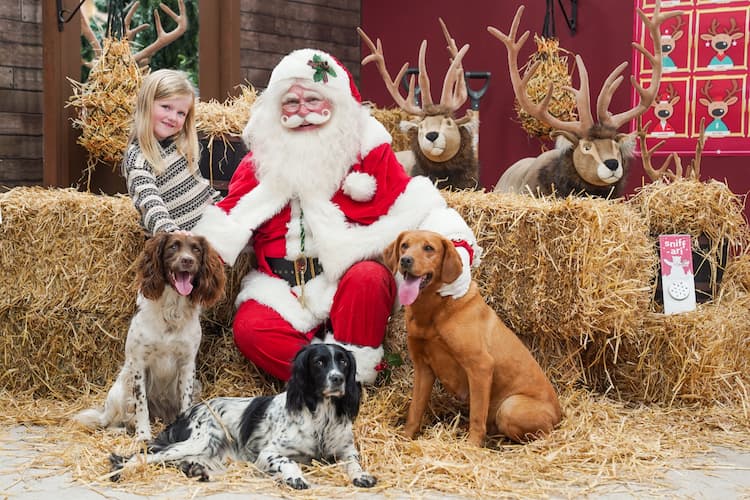Dogs invited to meet Santa at Dobbies Swindon store this Christmas