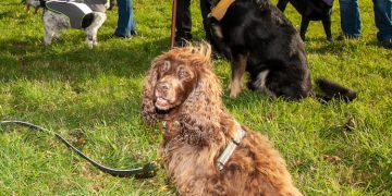 Residents urge Stratton Parish for Swindon’s dog agility equipment at Merton