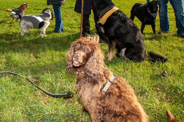 Residents urge Stratton Parish for Swindon’s dog agility equipment at Merton