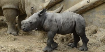 UK’s Only White Rhino Calf of 2025 Born at Cotswold Park