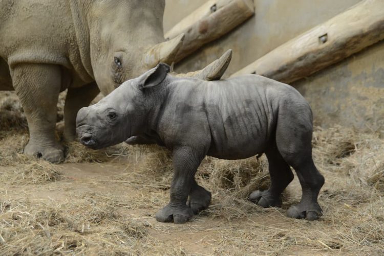 UK’s Only White Rhino Calf of 2025 Born at Cotswold Park