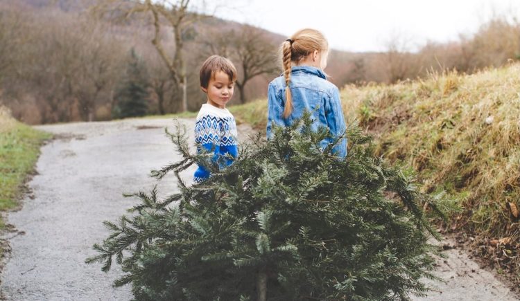 Swindon children invited to free Christmas tree recycling workshop