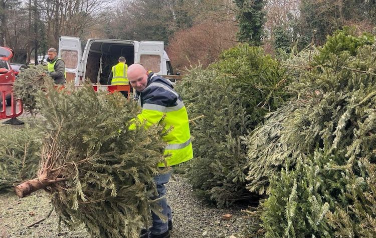 Recycle your Christmas tree to support Prospect Hospice care