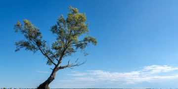 North Swindon becomes home to one of Britain’s rarest trees