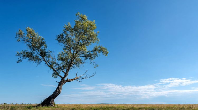 North Swindon becomes home to one of Britain’s rarest trees