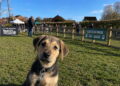 Paws for celebration at upcoming dog park dog show