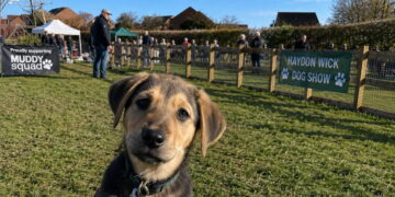 Paws for celebration at upcoming dog park dog show