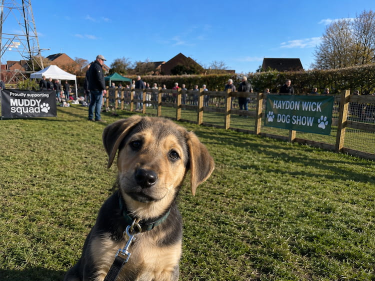Paws for celebration at upcoming dog park dog show