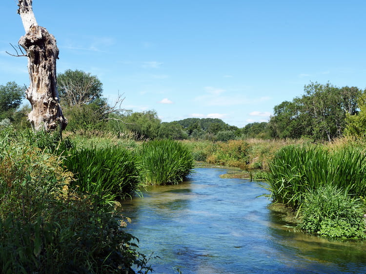 Alliance launches to tackle river and habitat decline