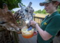 Cotswold wildlife park issues frozen treats in 33C heat