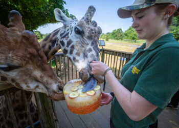 Cotswold wildlife park issues frozen treats in 33C heat