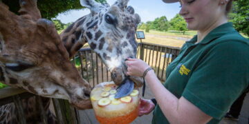 Cotswold wildlife park issues frozen treats in 33C heat