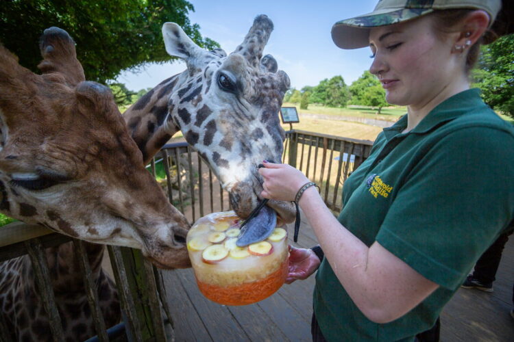 Cotswold wildlife park issues frozen treats in 33C heat